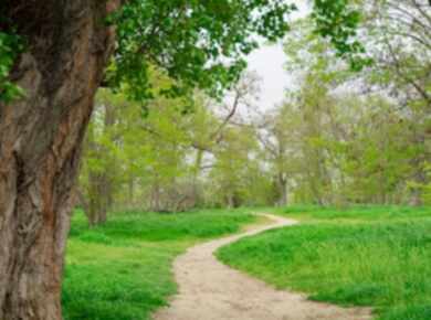 path leading to the forest thicket spring forest 2025 03 23 18 38 54 utc ultra optimized